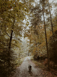 View of dog walking on road in forest