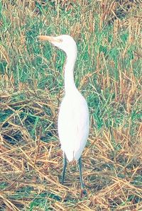 Bird on grassy field