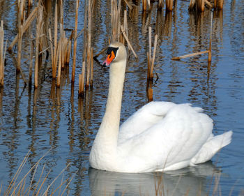 Male swan swimming near reeds