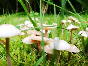 Close-up of white flowers growing in field