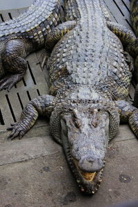 High angle view of animal sculpture