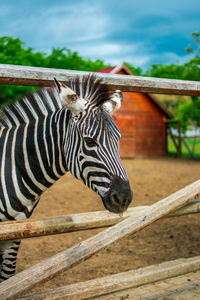 Side view of giraffe in zoo