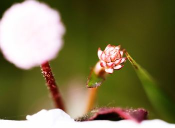 Close-up of pink flower blooming outdoors