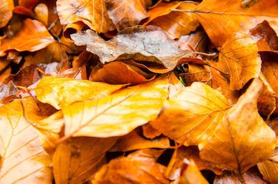 Full frame shot of dry maple leaves