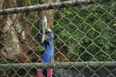 Close-up of bird in cage