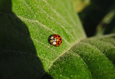 Close-up of ladybug on leaf