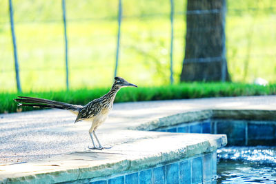 Bird perching on a swimming pool