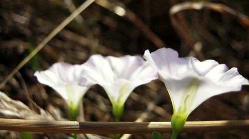 Close-up of white flowering plants