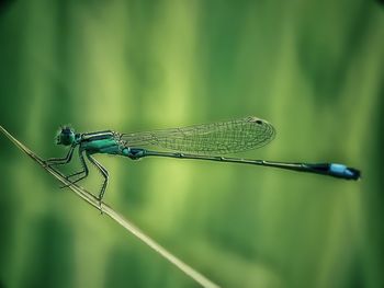 Close-up of dragonfly on plant against blurred background