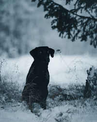 Dog standing on snow covered land