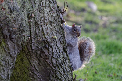 Close-up of squirrel on tree