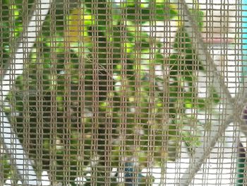 Close-up of metal in cage