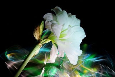 Close-up of white flowering plant against black background