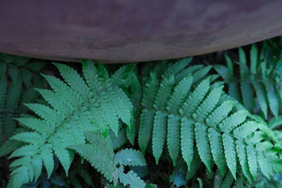 High angle view of fern leaves