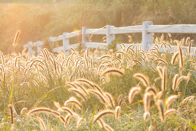 Crops growing on field