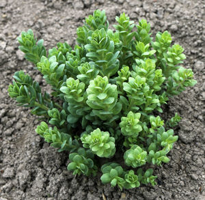 High angle view of plants growing on field