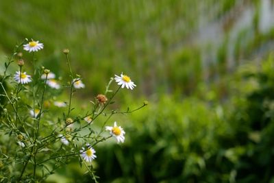 Close-up of white flowers blooming in field