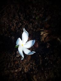 High angle view of white flower blooming outdoors