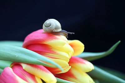 Close-up of snail on flowers