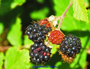 Close-up of strawberry hanging on plant