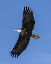 Low angle view of eagle flying against clear blue sky