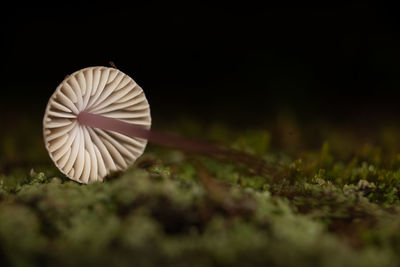Close-up of mushroom on moss