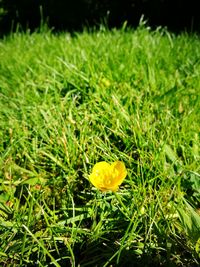 Close-up of yellow flower blooming on field