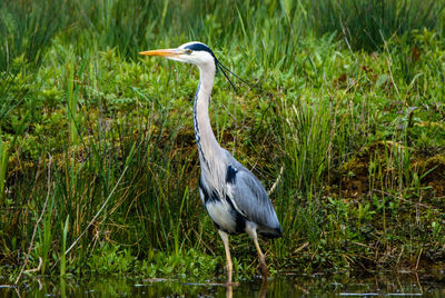 High angle view of gray heron