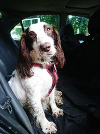 Portrait of dog sitting in car