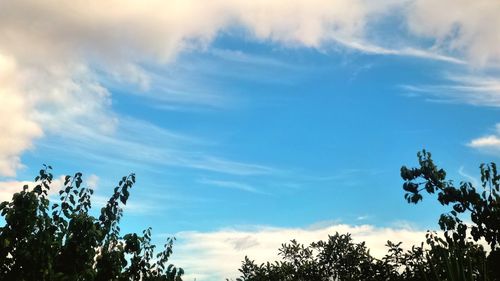 Low angle view of silhouette trees against sky