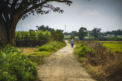 Rear view of man walking on footpath amidst field