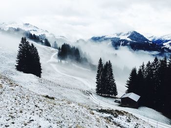 Trees on snowcapped landscape with log cabin on foggy day