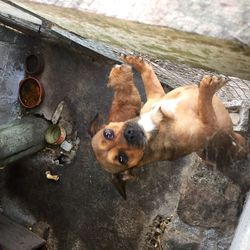 High angle view of dog on footpath