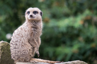 Portrait of an animal looking away