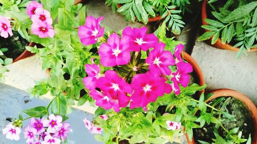 Close-up of pink flowers