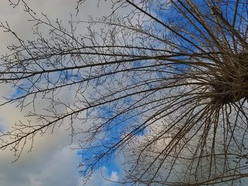 Low angle view of birds on tree against sky