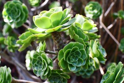 Close-up of succulent plant