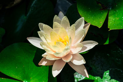 High angle view of wet white water lily in pond