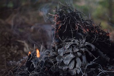 Close-up of bonfire