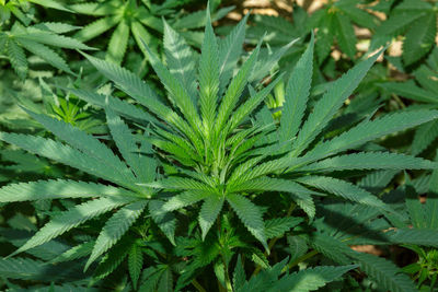 Marijuana plants in the first medicinal plant in the netherlands