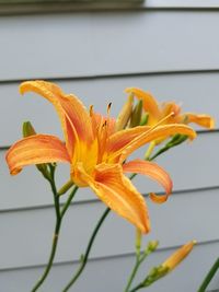 Close-up of day lily