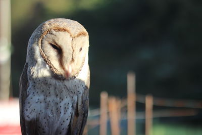 Close-up of owl perching on wooden post