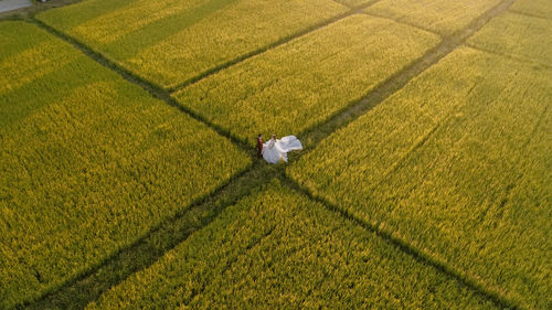 High angle view of agricultural field