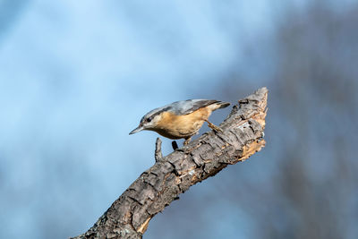 Low angle view of bird perching on a tree