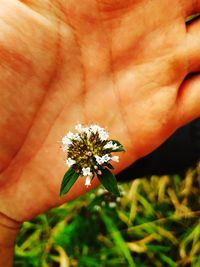 Close-up of hand holding flowering plant