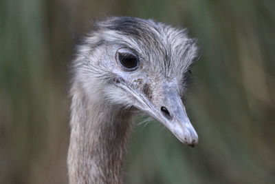 Close-up of an emu