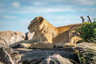 Lioness lies on rocks by leafy bush