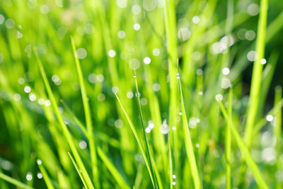 Close-up of raindrops on grass