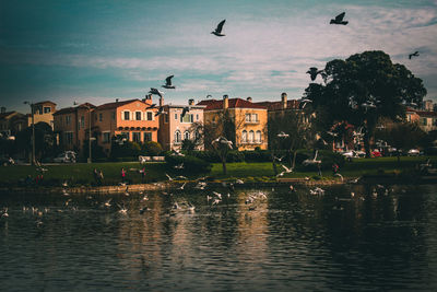 Birds flying over lake and buildings