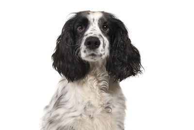 Close-up portrait of a dog over white background